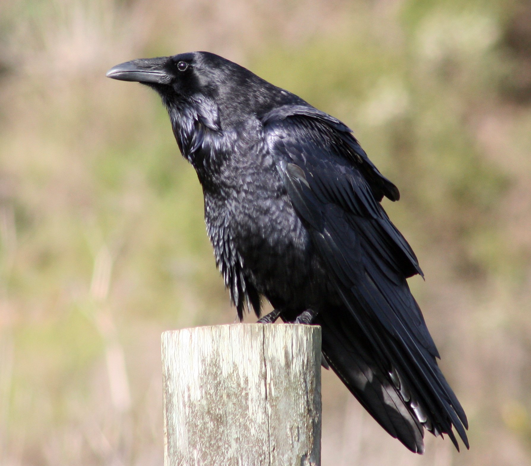 apprendre à faire la différence entre le grand corbeau et la corneille noire, un article du bird-blog d'une histoire de plumes