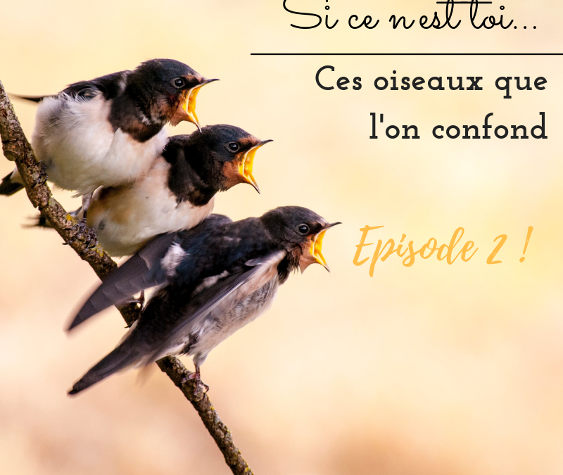 Si ce n’est toi…Ces oiseaux que l’on confond! Episode 2