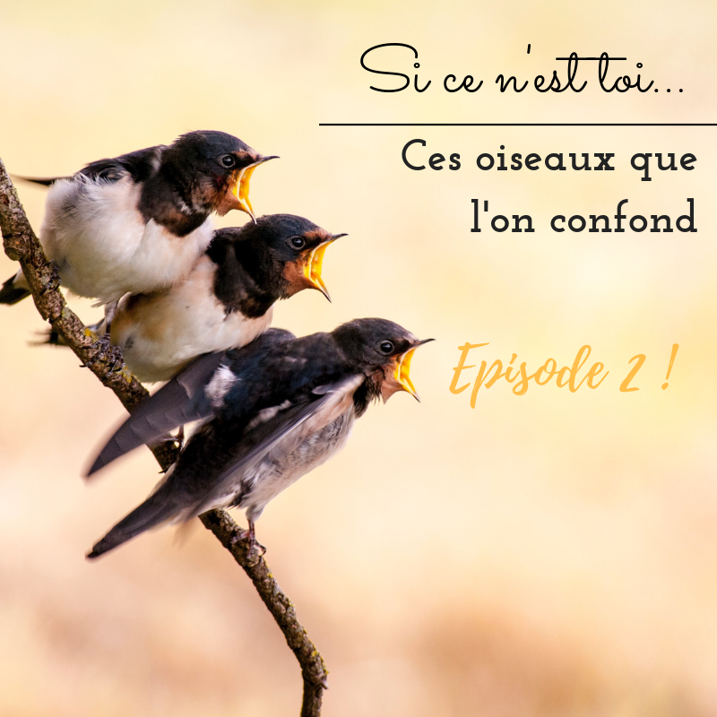 Apprendre à faire la différence entre des oiseaux que l'on confond souvent, le nouvel