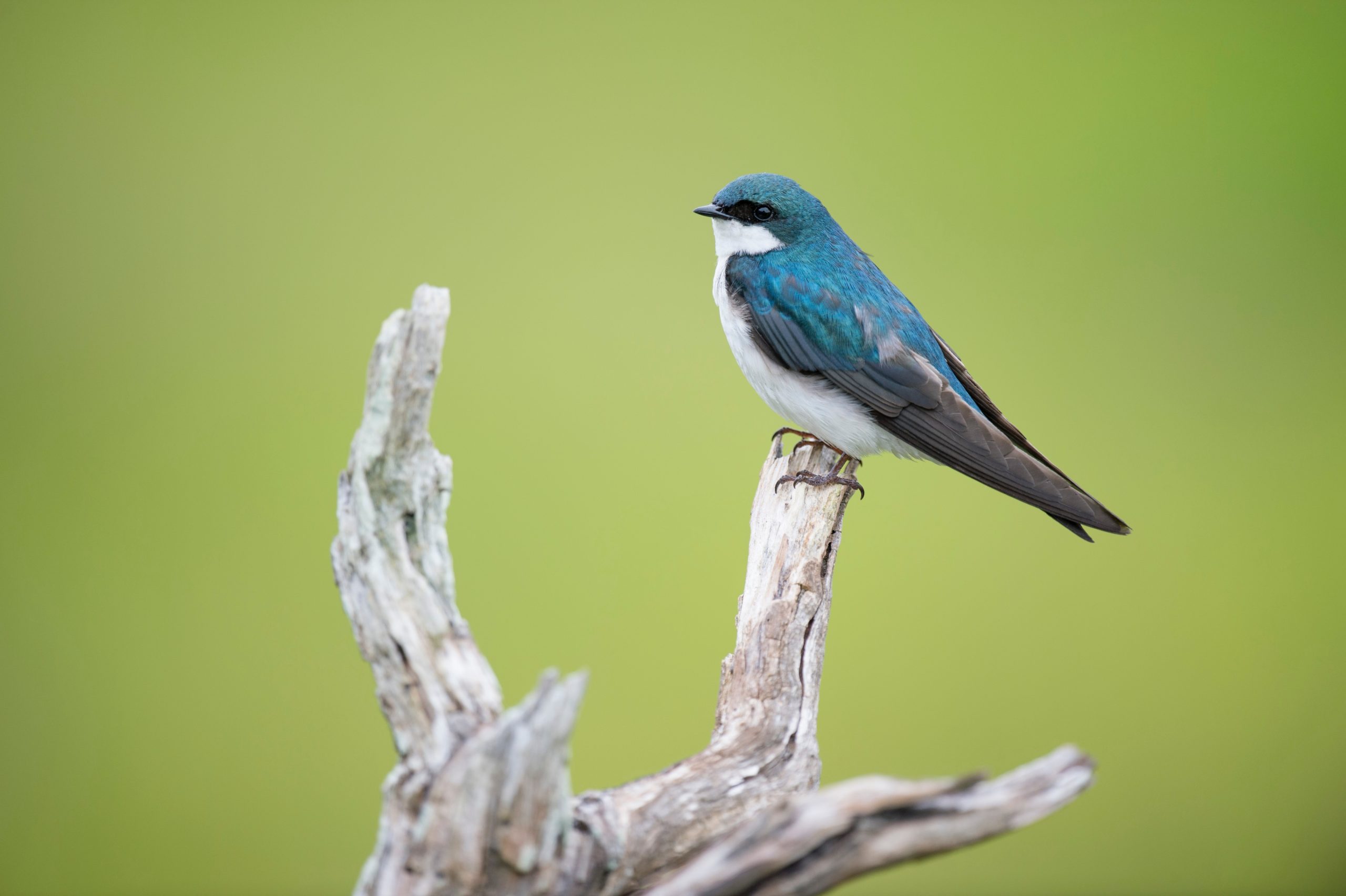 apprendre à faire la différence entre les hirondelles et les martinets, un article du bird-blog d'une histoire de plumes