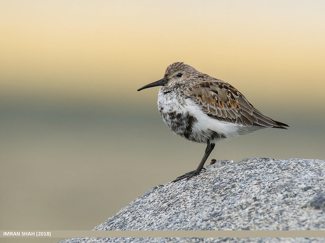 identifier le bécasseau variable grâce au comportement des oiseaux, nouvel article du bird-blog d'une histoire de plumes