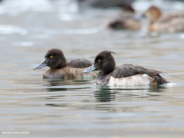 identifier grâce au comportement des oiseaux, nouvel article du bird-blog d'une histoire de plumes