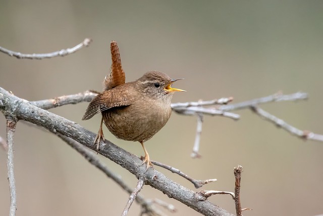 identifier le troglodyte mignon grâce au comportement des oiseaux, nouvel article du bird-blog d'une histoire de plumes