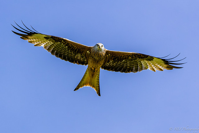 identifier grâce au comportement des oiseaux, nouvel article du bird-blog d'une histoire de plumes