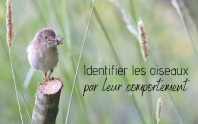 Identifier les oiseaux par leur comportement