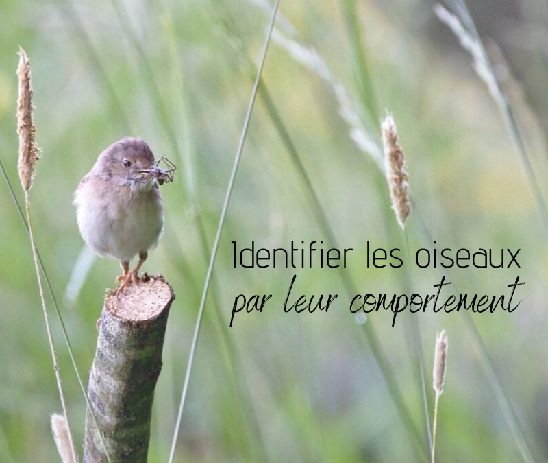 Identifier les oiseaux par leur comportement