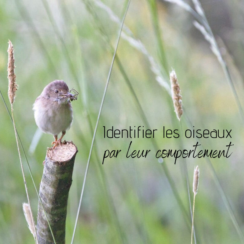 Identifier les oiseaux par leur comportement -un nouvel article du bird-blog d'une histoire de plumes