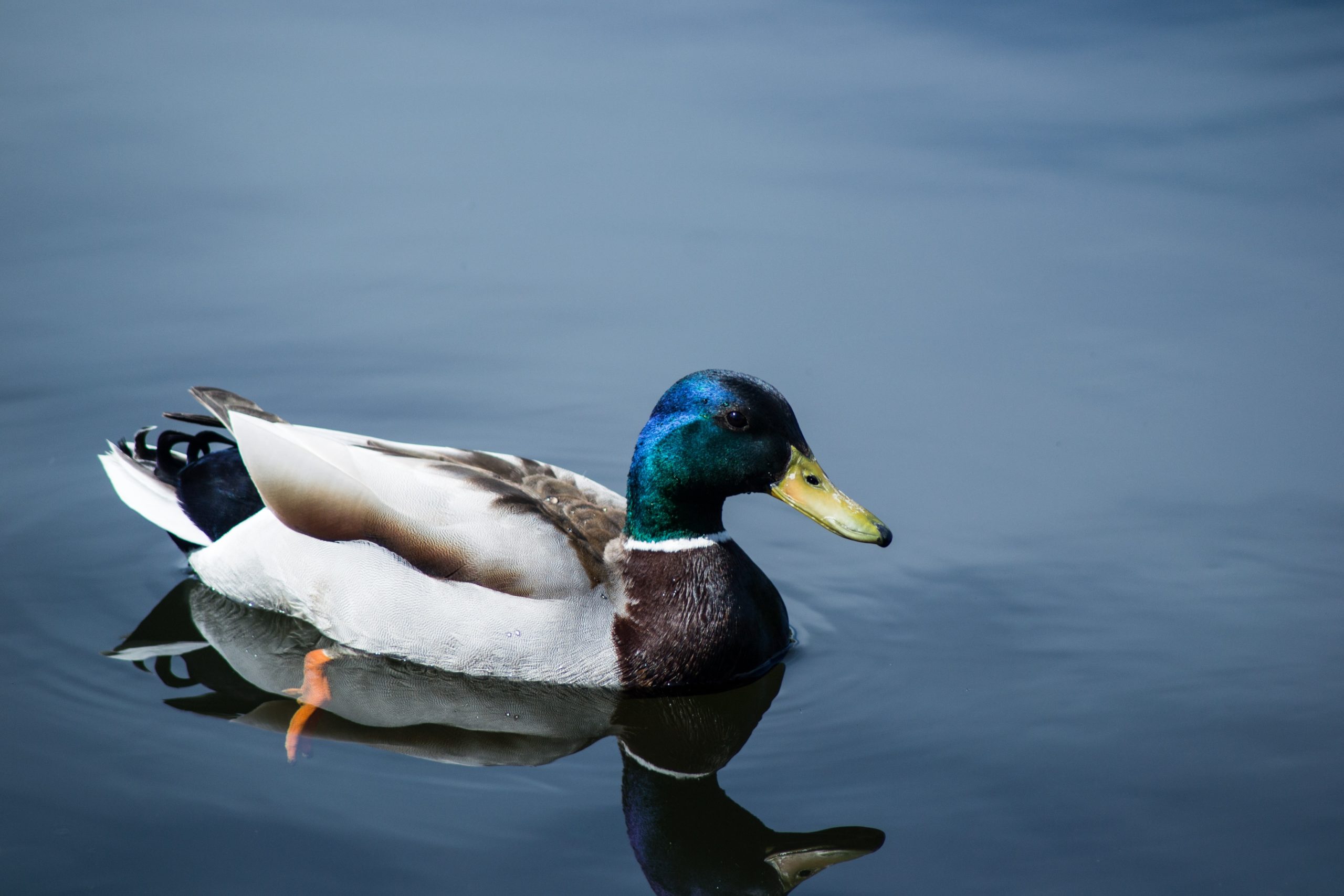 le comportement des oiseaux, nouvel article du bird-blog d'une histoire de plumes