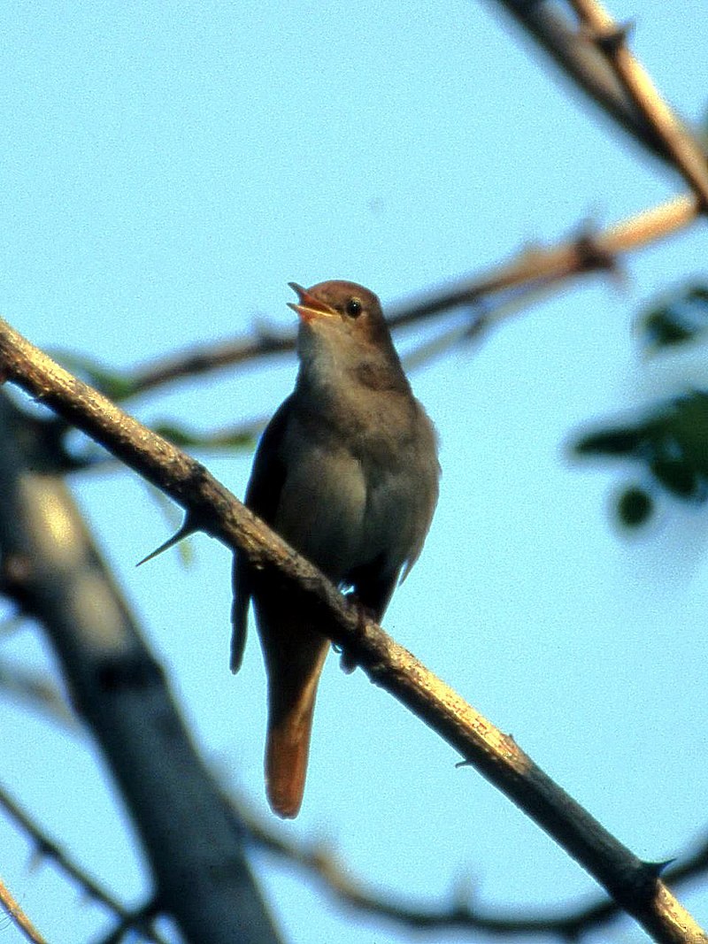 Une histoire d'oiseaux, le rossignol philomèle et ses cousins, un nouvel article du birdblog d'Une histoire de plumes