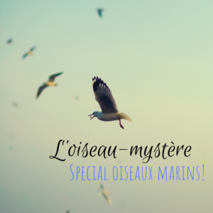 Venez deviner l'oiseau mystère dans le dernier article du Bird-Blog d'une histoire de plumes spécial oiseaux marins!