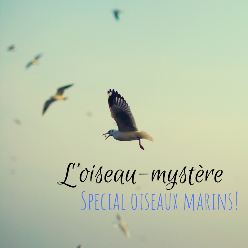 Venez deviner l'oiseau mystère dans le dernier article du Bird-Blog d'une histoire de plumes spécial oiseaux marins!