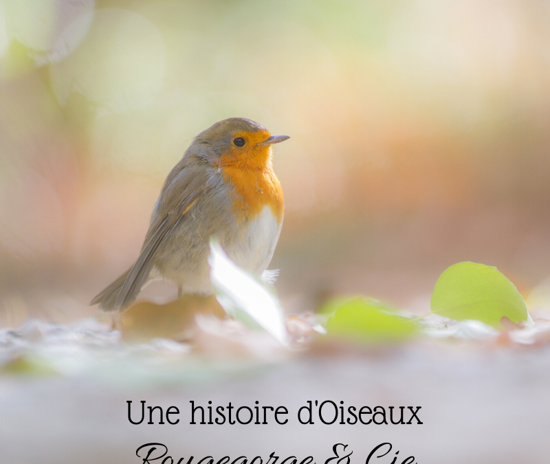 Une histoire d’Oiseaux: Rougegorge & Cie