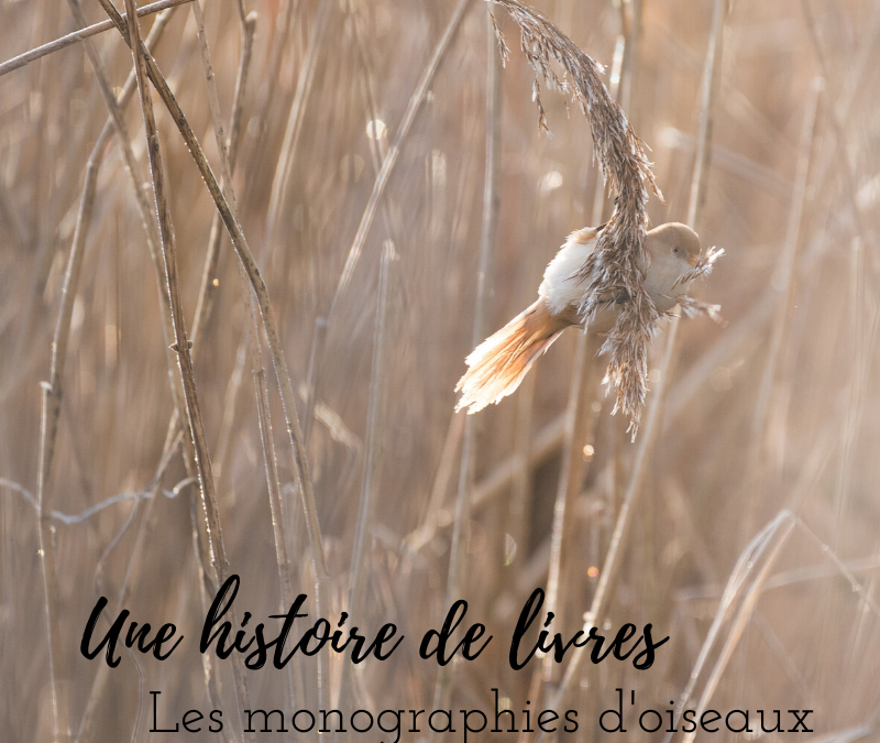 Une histoire de livres: Les monographies d’oiseaux