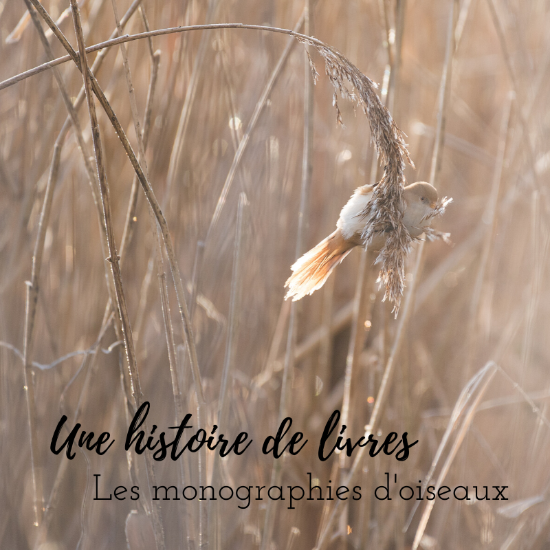 Découvrez les monographies des oiseaux avec le nouvel article du bird-blog d'Une histoire de plumes