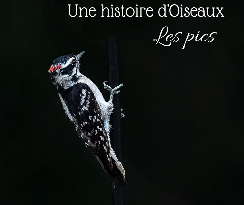 Une histoire d’Oiseaux: Les pics