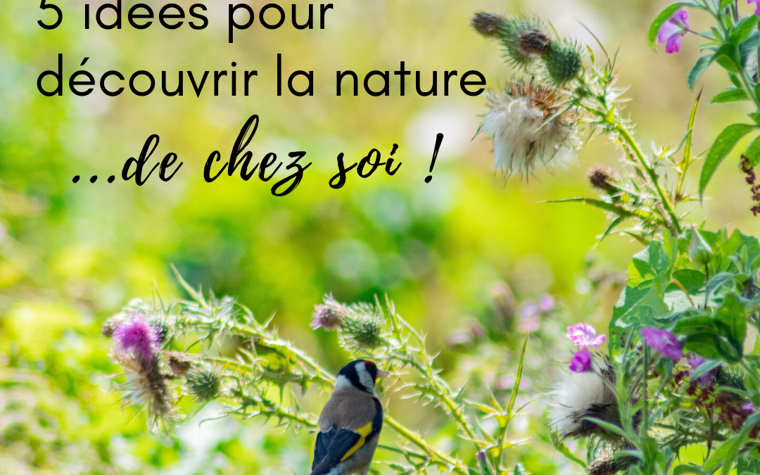 5 idées pour découvrir la nature de chez soi