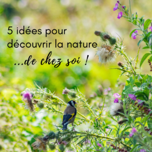 5 idées pour découvrir la nature - le nouvel article du bird blog d'une histoire de plumes