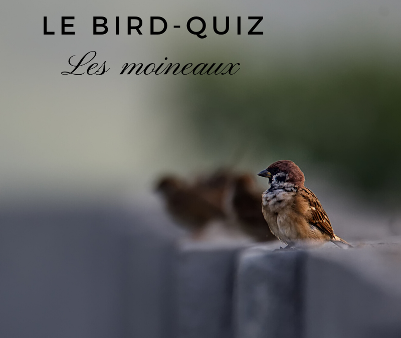Le Bird-Quiz #6: les moineaux