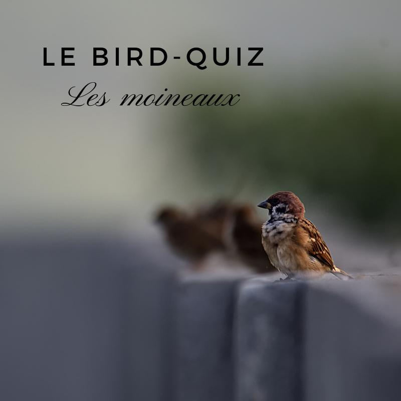 Apprenez-en plus sur les moineaux avec ce quiz d'Une histoire de plumes dans le Bird-Blog