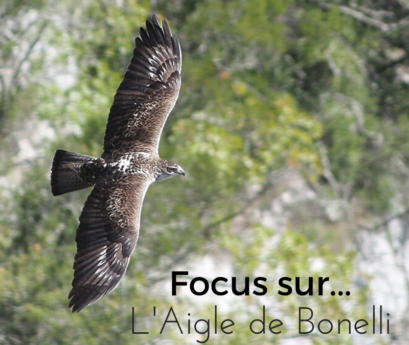 Focus sur…l’Aigle de Bonelli