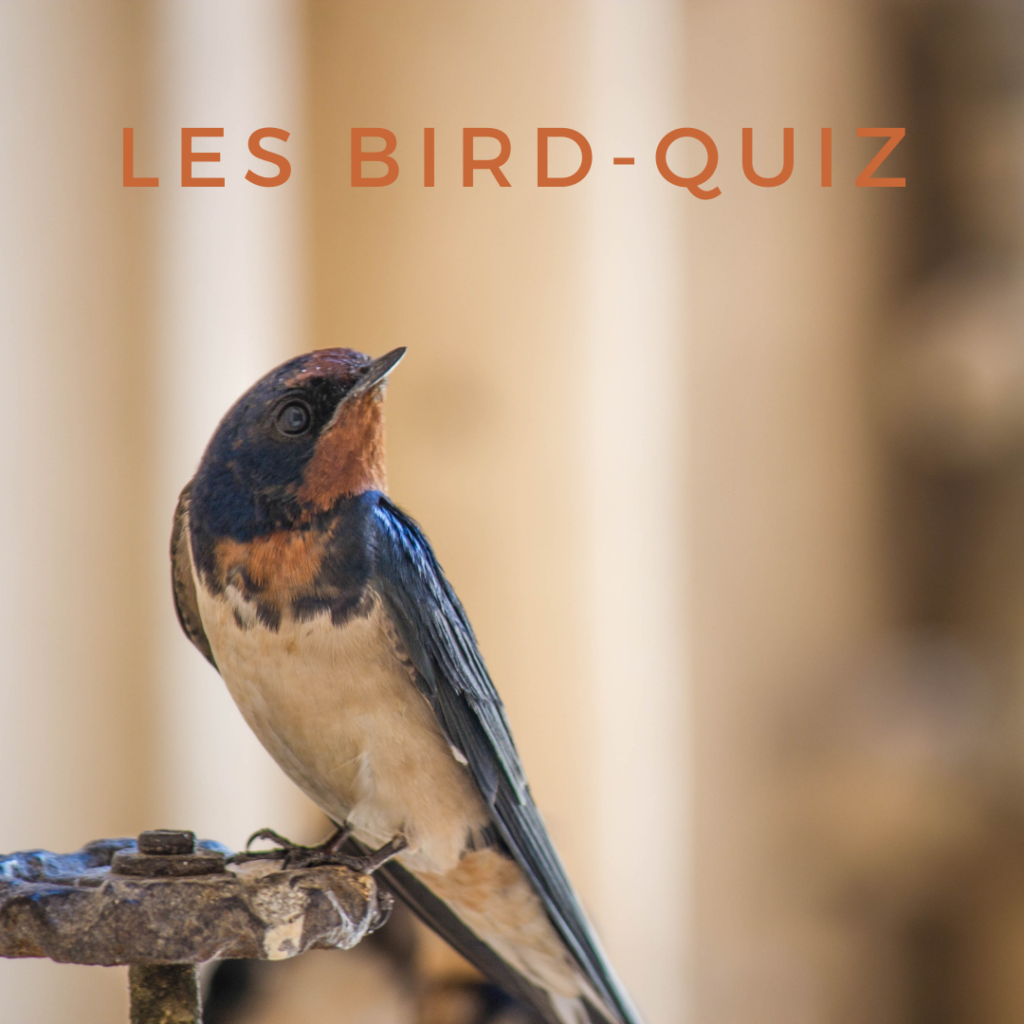 Apprenez-en plus sur les oiseaux en vous amusant avec les bird-quiz d'une histoire de plumes