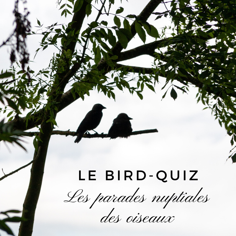 Apprenez-en plus sur les parades nuptiales des oiseaux grâce à ce nouveau bird-quiz d'une histoire de plumes