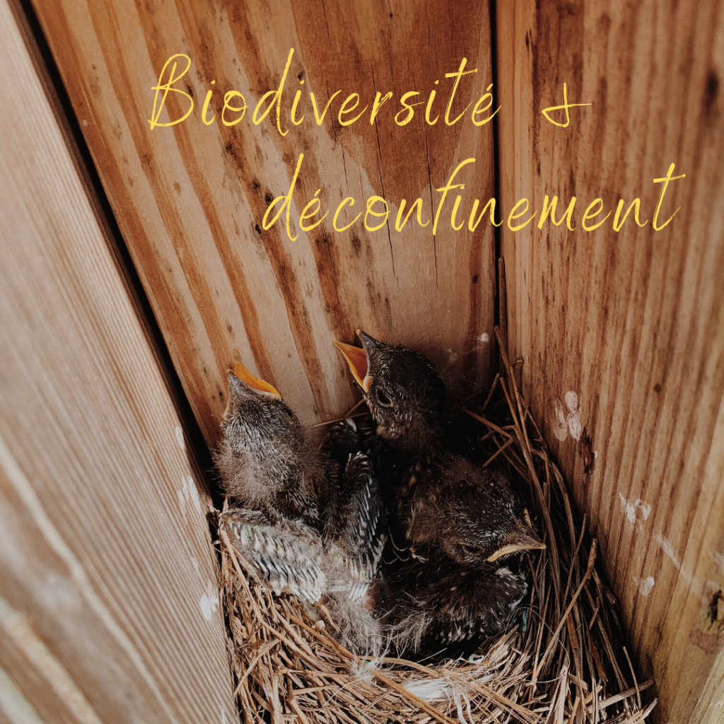 Le déconfinement est là, attention à la biodiversité !