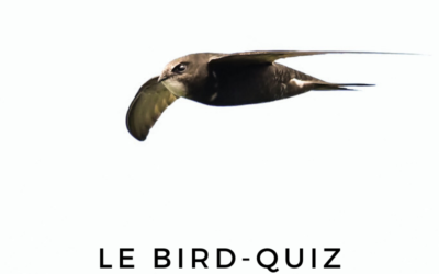 Le Bird-Quiz : les Martinets