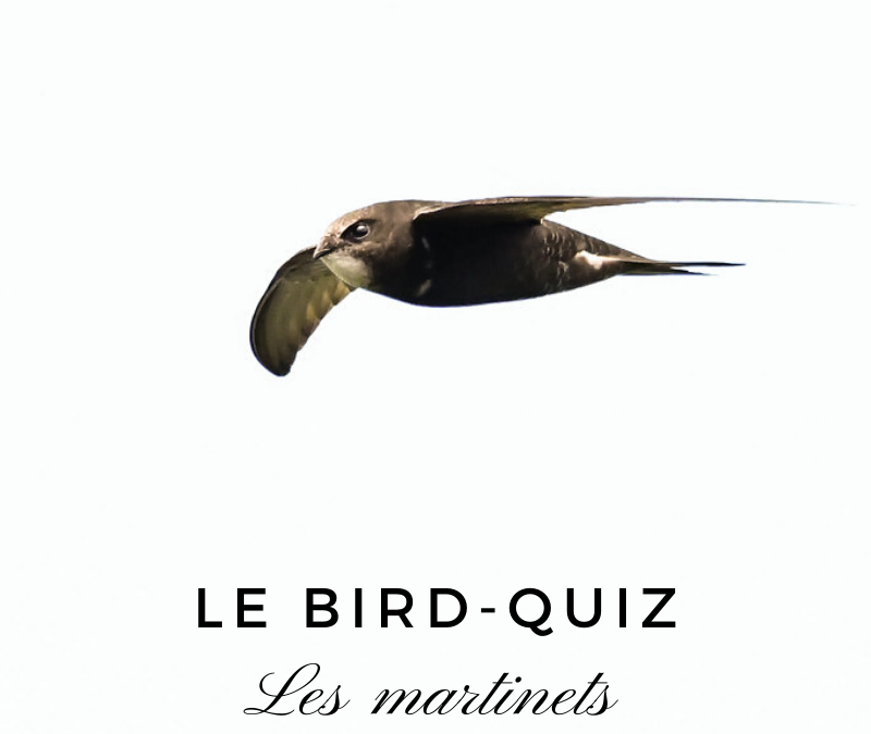 Le Bird-Quiz : les Martinets
