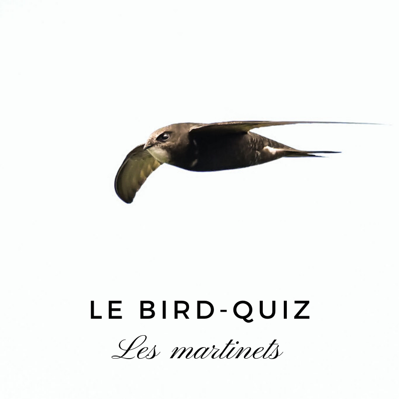 Testez vos connaissances sur les martinets avec le nouveau bird quiz d'une histoire de plumes