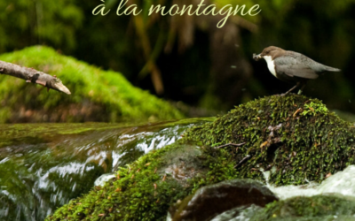 5 oiseaux à observer à la montagne