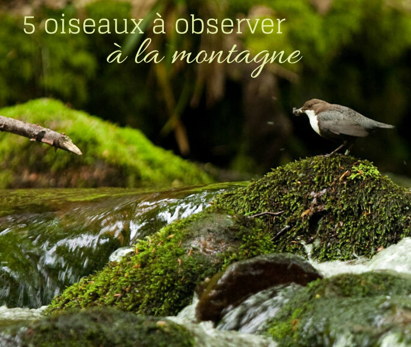 5 oiseaux à observer à la montagne