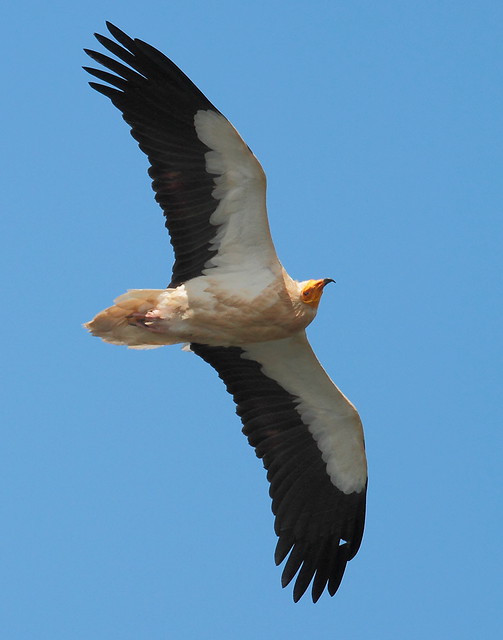 Le vautour percnoptère, un des 5 oiseaux à observer en montagne - le birdblog d'une histoire de plumes