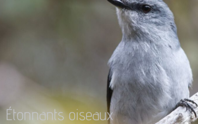 Étonnants oiseaux de la Réunion