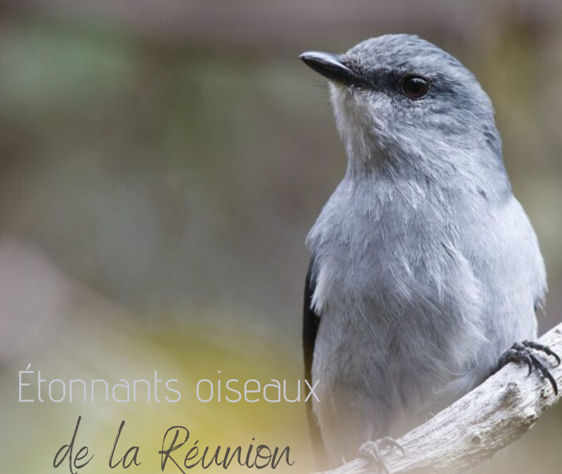 Étonnants oiseaux de la Réunion