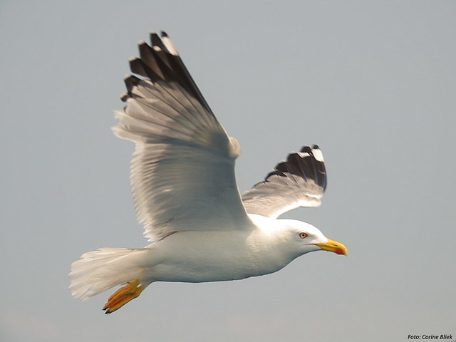 Le Goéland leucophée, l'un des 5 oiseaux à observer en bord de mer - le birdblog d'une histoire de plumes