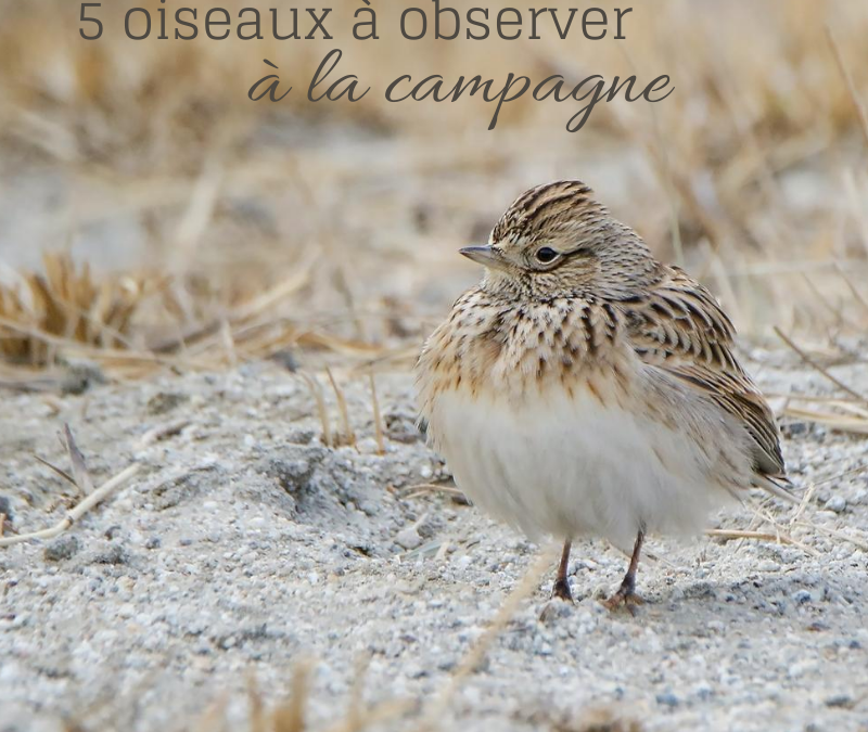 5 oiseaux à observer à la campagne