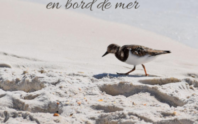 5 oiseaux à observer en bord de mer