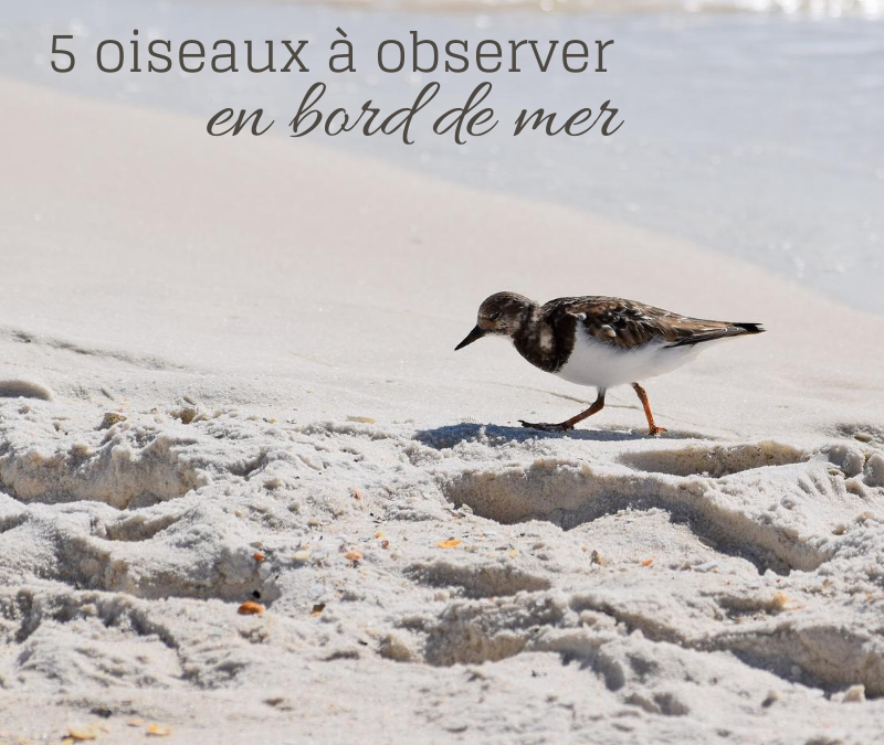 5 oiseaux à observer en bord de mer