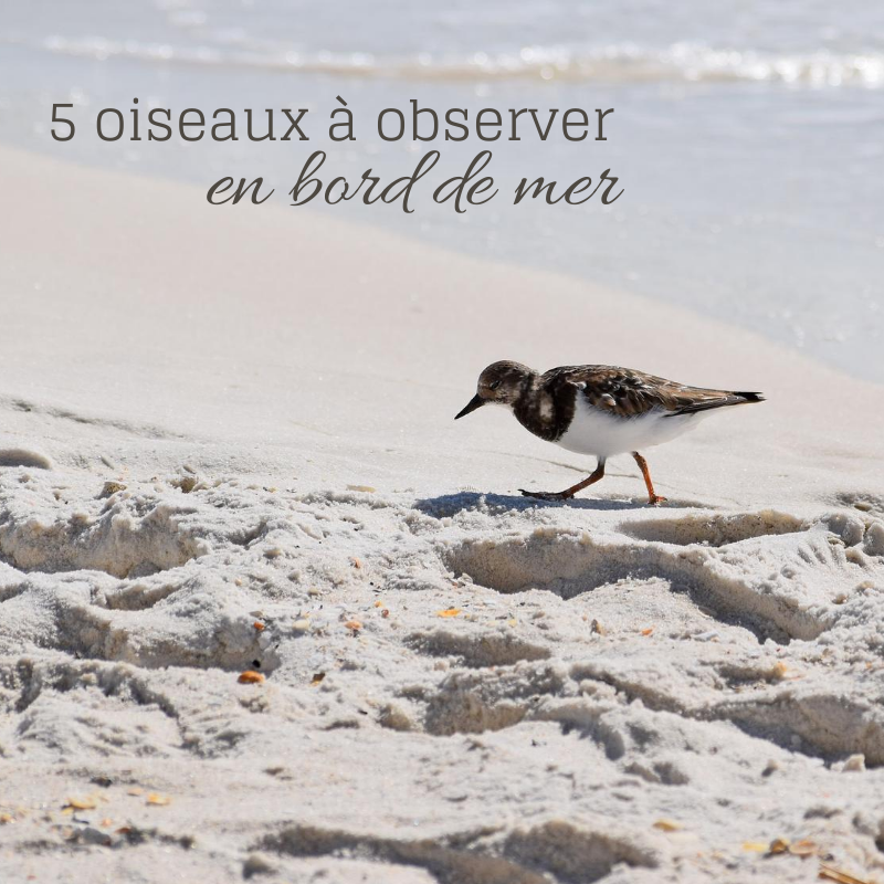 5 oiseaux à observer en bord de mer, le nouvel article du Bird-Blog d'Une histoire de plumes