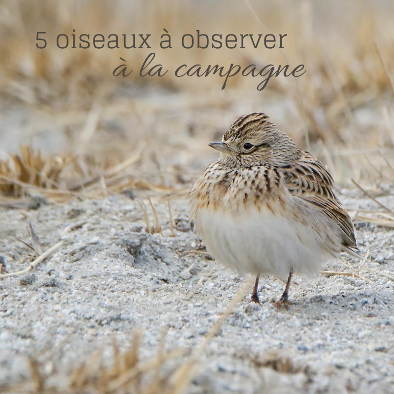 5 oiseaux à observer à la campagne, le nouvel article du Bird-Blog d'Une histoire de plumes