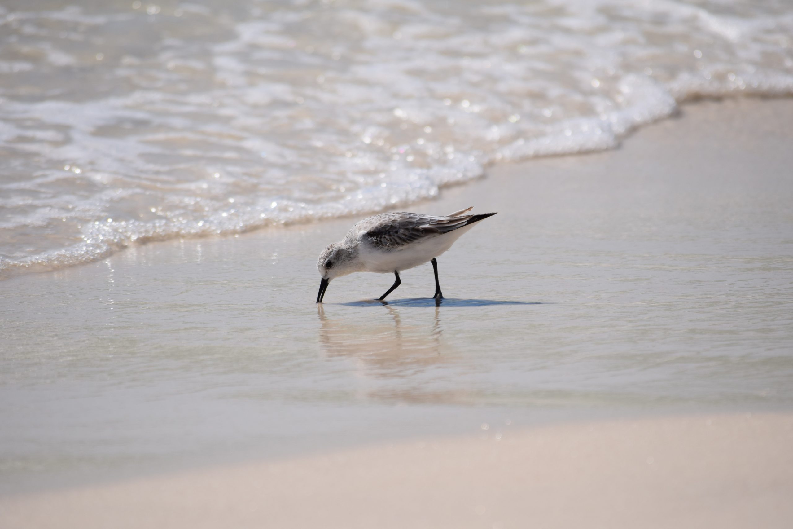 Le Bécasseau sanderling, l'un des 5 oiseaux à observer en bord de mer - le birdblog d'une histoire de plumes
