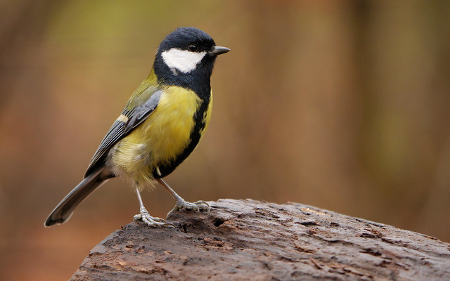 La mésange charbonnière, l'une des mésanges présentées dans Une histoire d'Oiseaux, le nouvel article du bird-blog d'une histoire de plumes