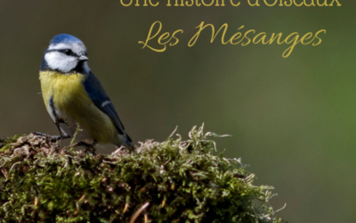 Une histoire d’Oiseaux: Les mésanges