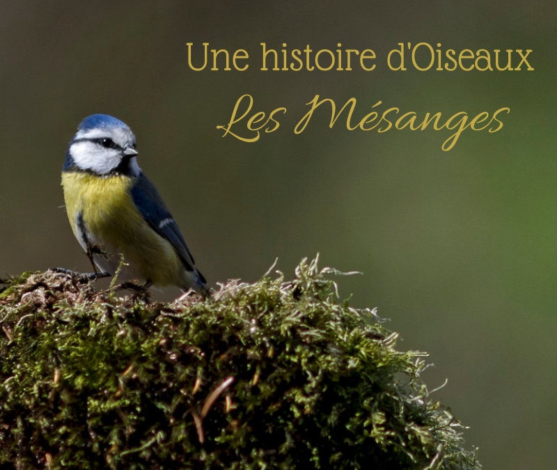 Une histoire d’Oiseaux: Les mésanges