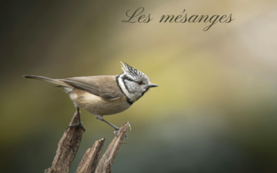 Le Bird-Quiz #9 : les Mésanges