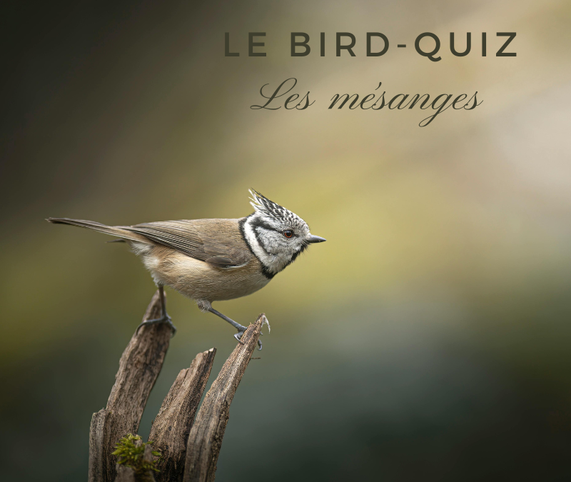 Le Bird-Quiz #9 : les Mésanges