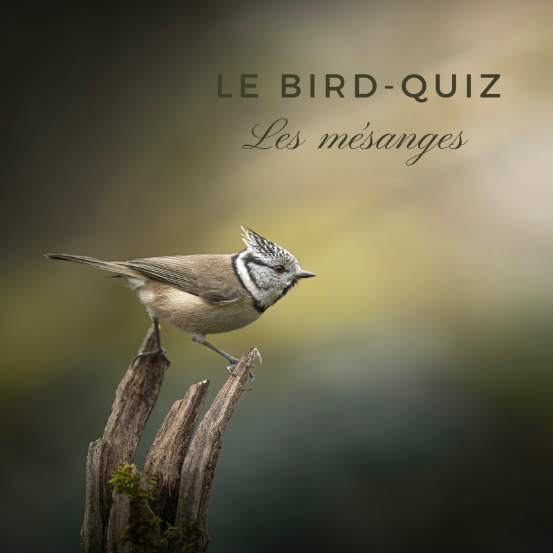 Bird-Quiz les mésanges (1)