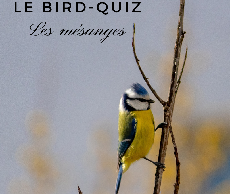 Le Bird-Quiz #9 : les Mésanges
