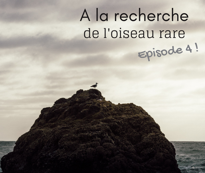 A la recherche de l’oiseau rare – Episode 4